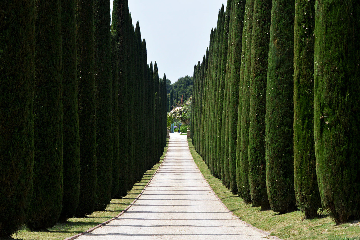 Upright Italian Cypress Tree | Premium Seeds | Cupressus sempervirens 'Stricta' | Plants'® - Plants'