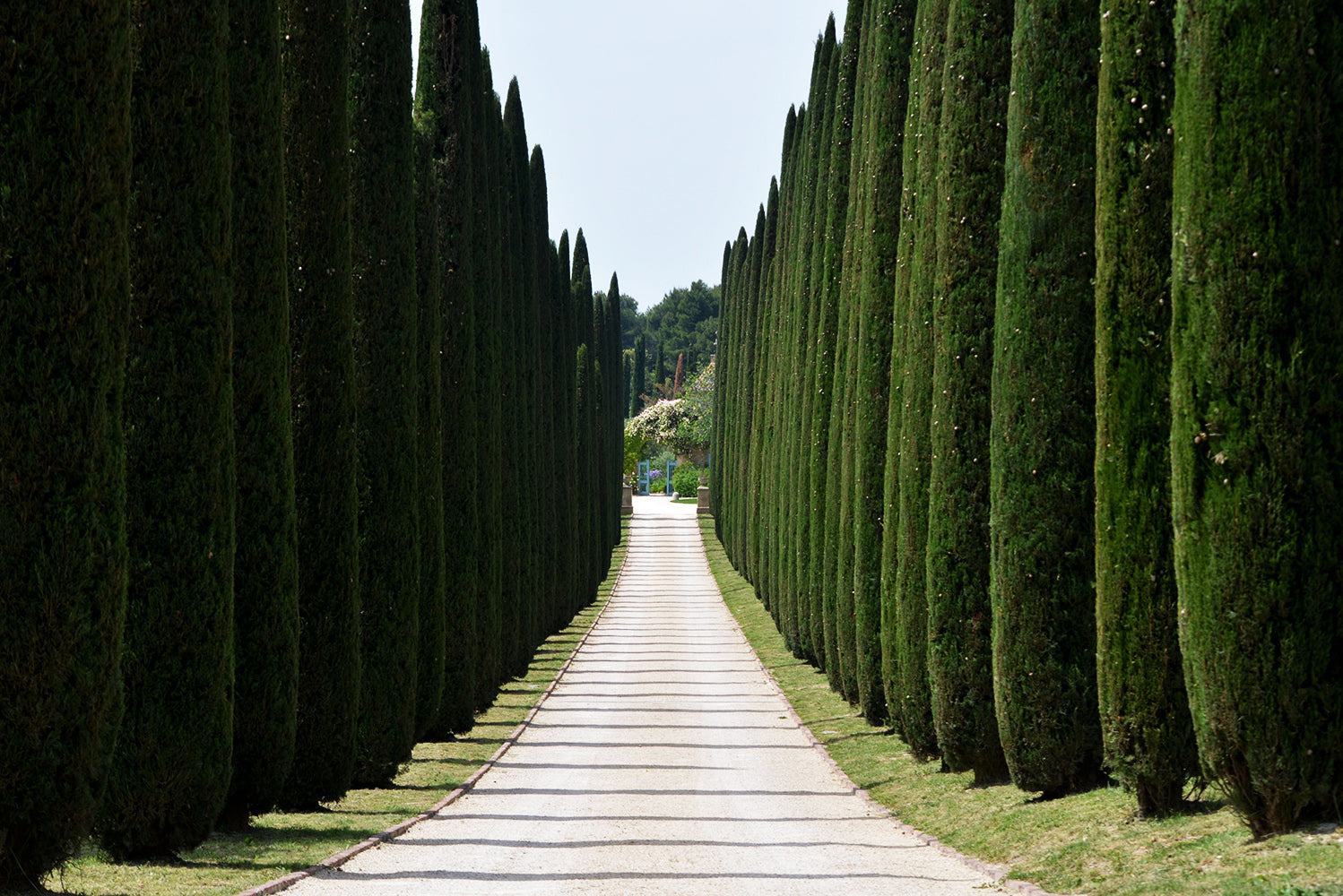 Upright Italian Cypress Tree | Premium Seeds | Cupressus sempervirens 'Stricta' | Plants'® - Plants'