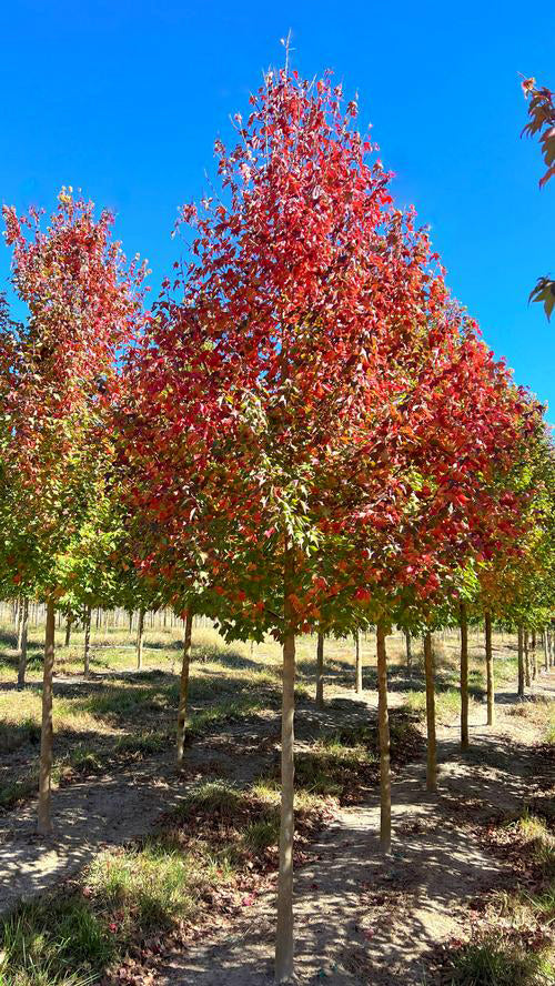 Trident Maple Tree | Premium Seeds | Acer buergerianum 'Summer' | Plants'® - Plants'