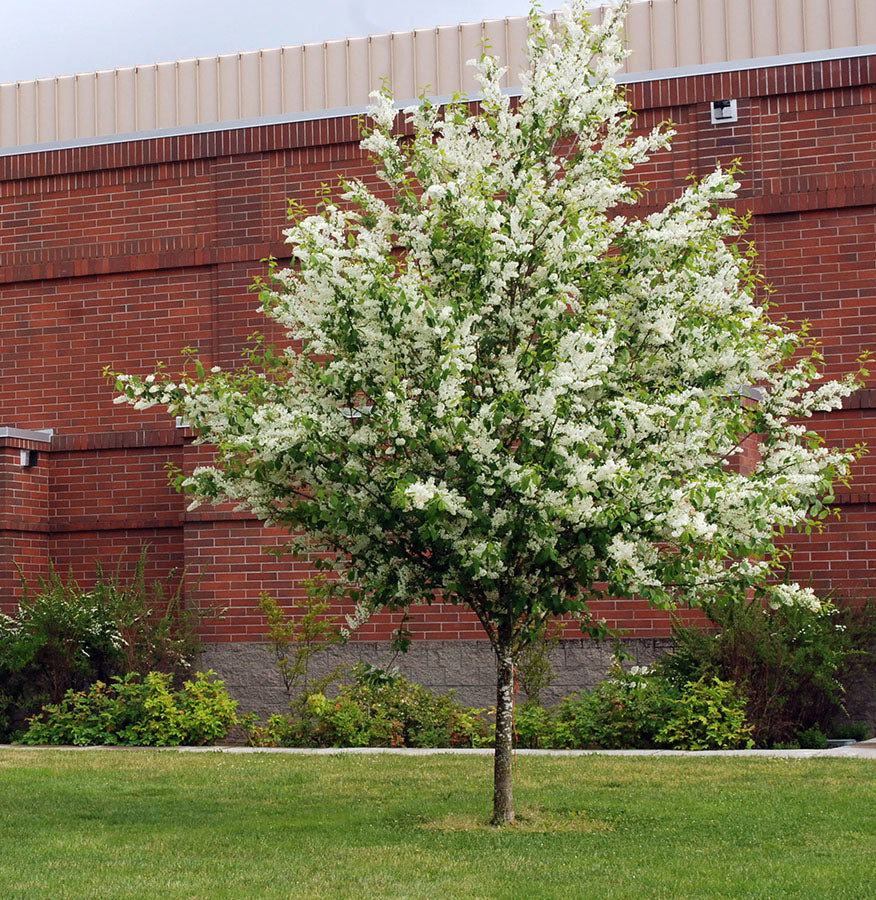 European Black Cherry | Premium Seeds | Prunus padus 'Fruit' | Plants'® - Plants'