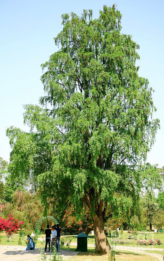 Montezuma Cypress Tree | Premium Seeds | Taxodium mucronatum | Plants'® - Plants'