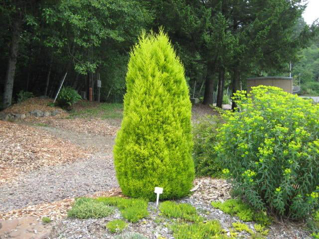 Monterey Cypress | Premium Seeds | Cupressus macrocarpa | Plants'® - Plants'