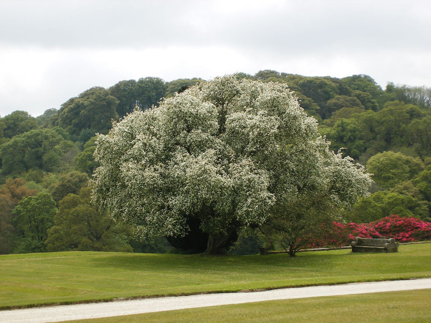 Siberian Crab Apple | Premium Seeds | Malus baccata 'Fruit' | Plants'® - Plants'