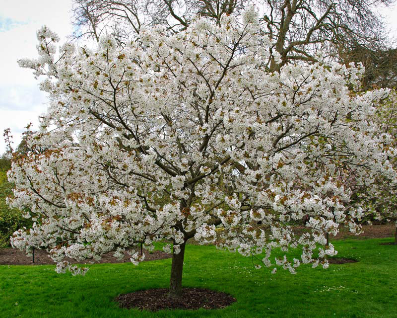 Japanese Sakuranbo Cherry WB | Premium Seeds | Prunus serrulata 'Spontanea' 'Fruit' | Plants'® - Plants'