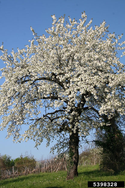 European Sweet Cherry | Premium Seeds | Prunus avium 'Fruit' | Plants'® - Plants'