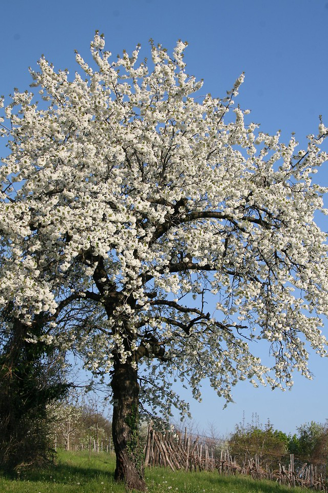 European Sweet Cherry Tree | Premium Seeds | Prunus avium 'Fall' | Plants'®