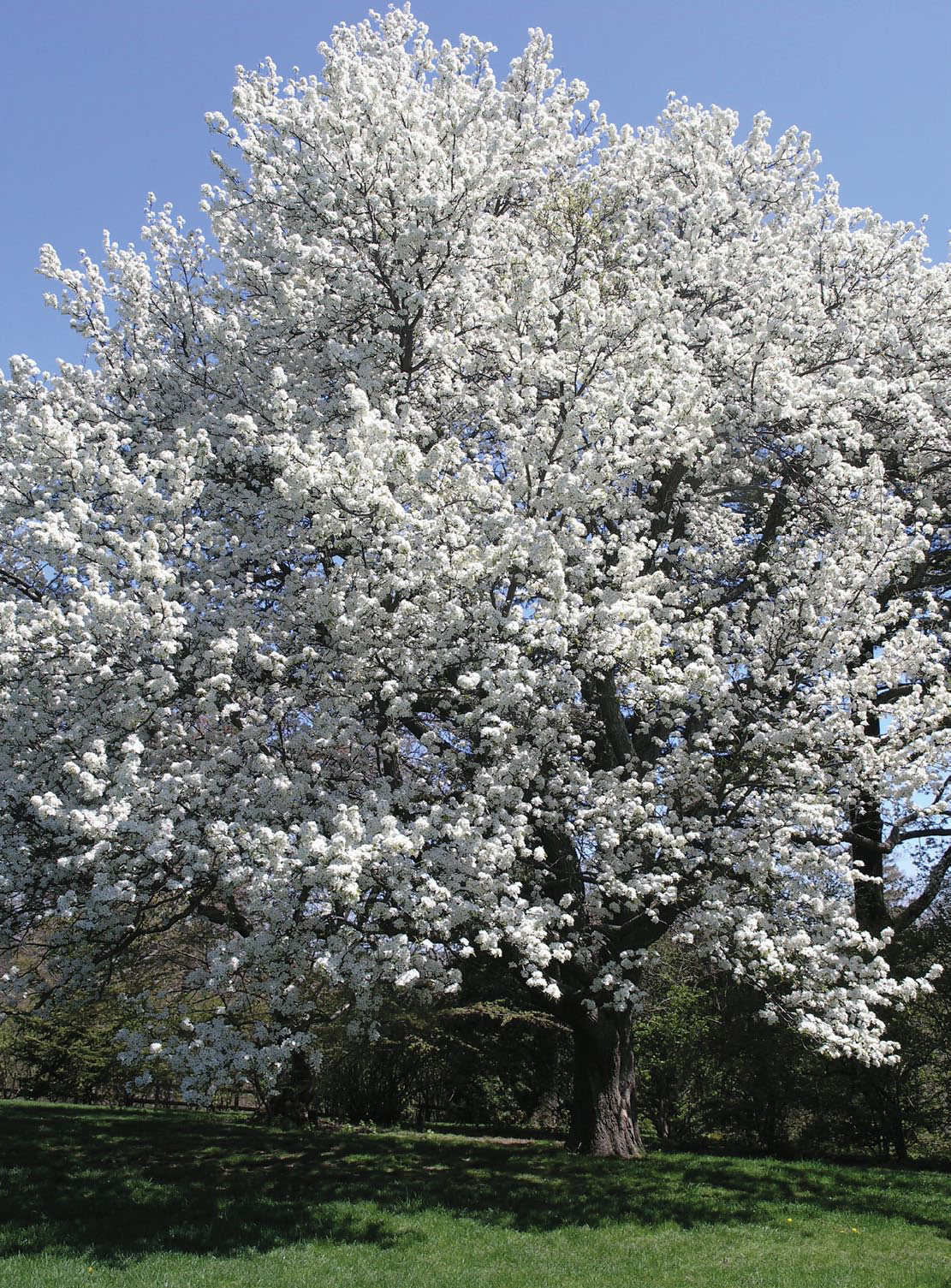 Asian Pear | Premium Seeds | Pyrus pyrifolia 'Fruit' | Plants'® - Plants'