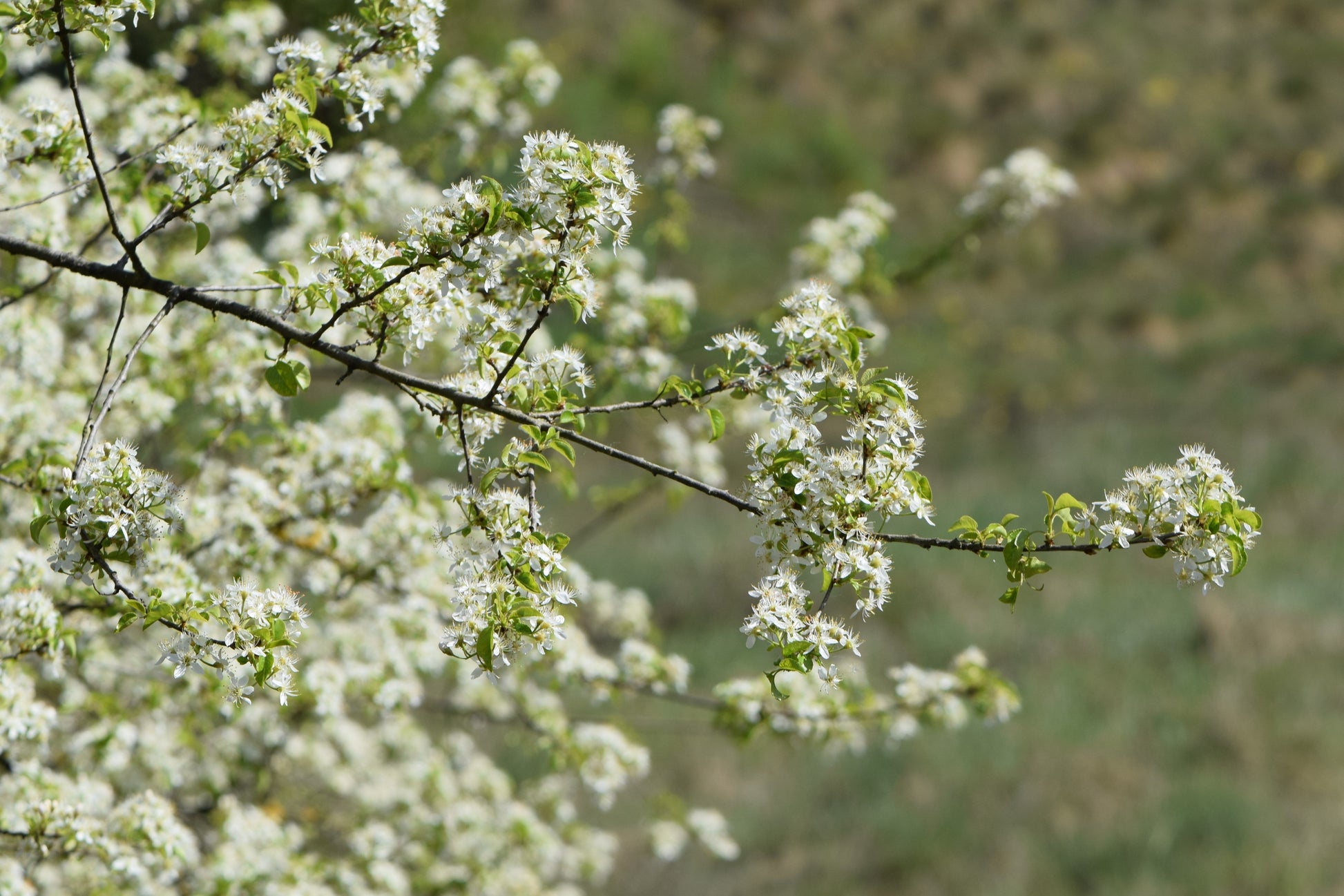 Arabian Cherry Tree | Premium Seeds | Prunus mahaleb 'Fall' | Plants'® - Plants'