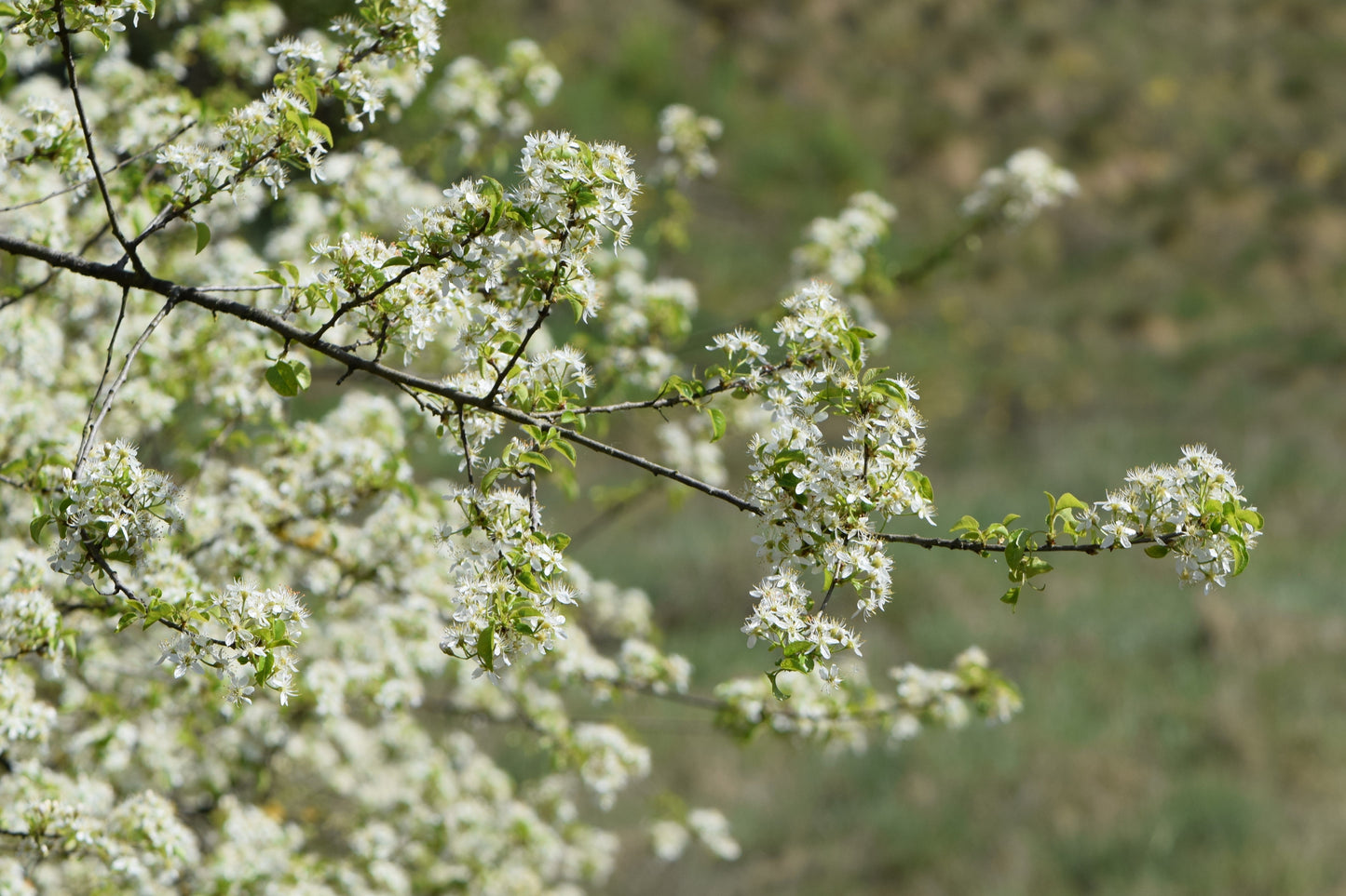 St. Lucie Cherry | Premium Seeds | Prunus mahaleb 'Fruit' | Plants'® - Plants'