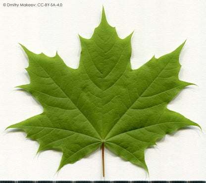 Norway Maple Tree | Premium Seeds | Acer platanoides 'Summer' | Plants'® - Plants'