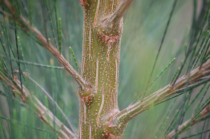 Australian Beach Pine Tree | Premium Seeds | Casuarina equisetifolia | Plants'® - Plants'