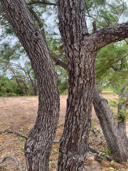 Australian Beach Pine Tree | Premium Seeds | Casuarina equisetifolia | Plants'® - Plants'