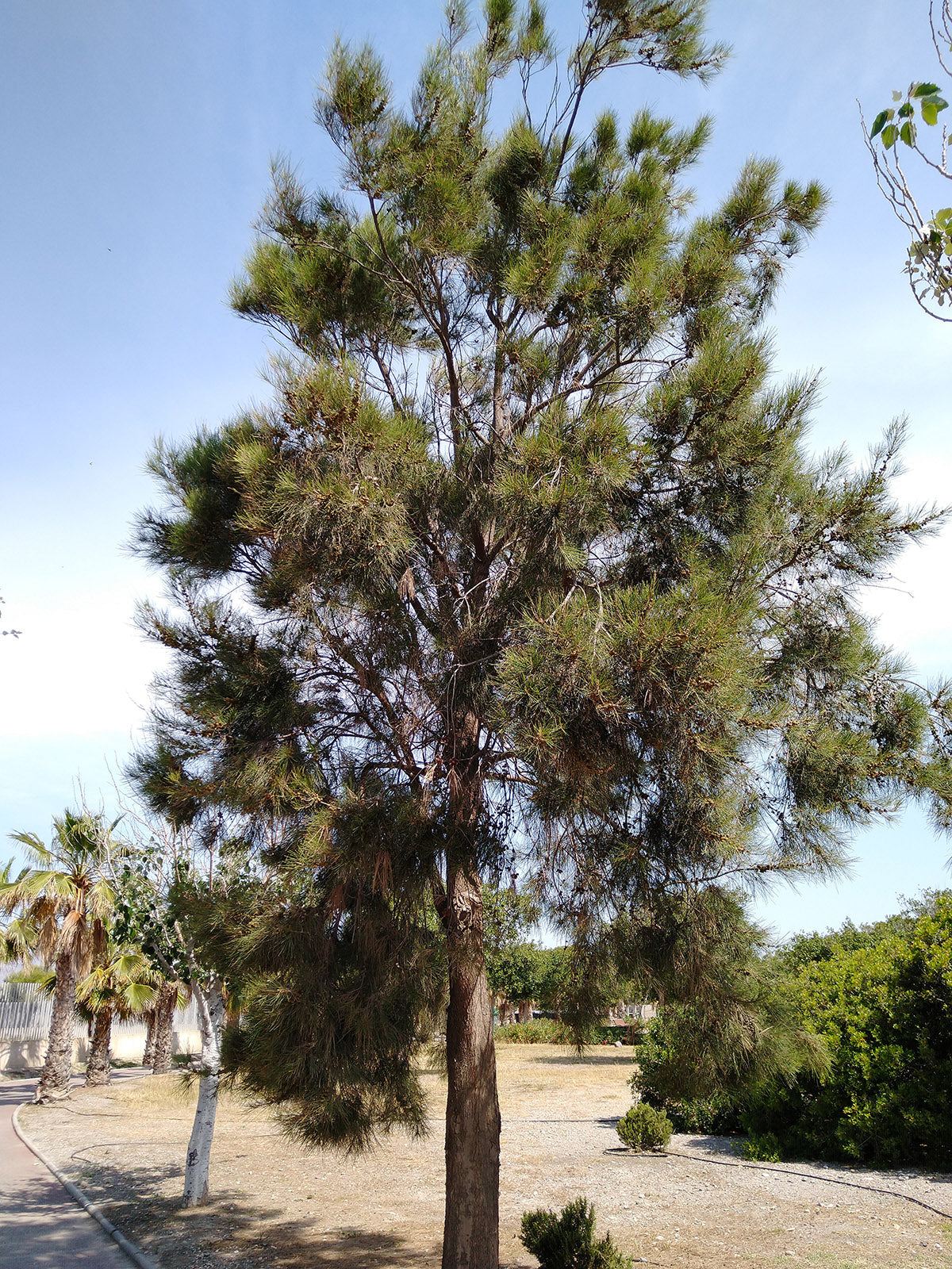 Australian Beach Pine Tree | Premium Seeds | Casuarina equisetifolia | Plants'® - Plants'