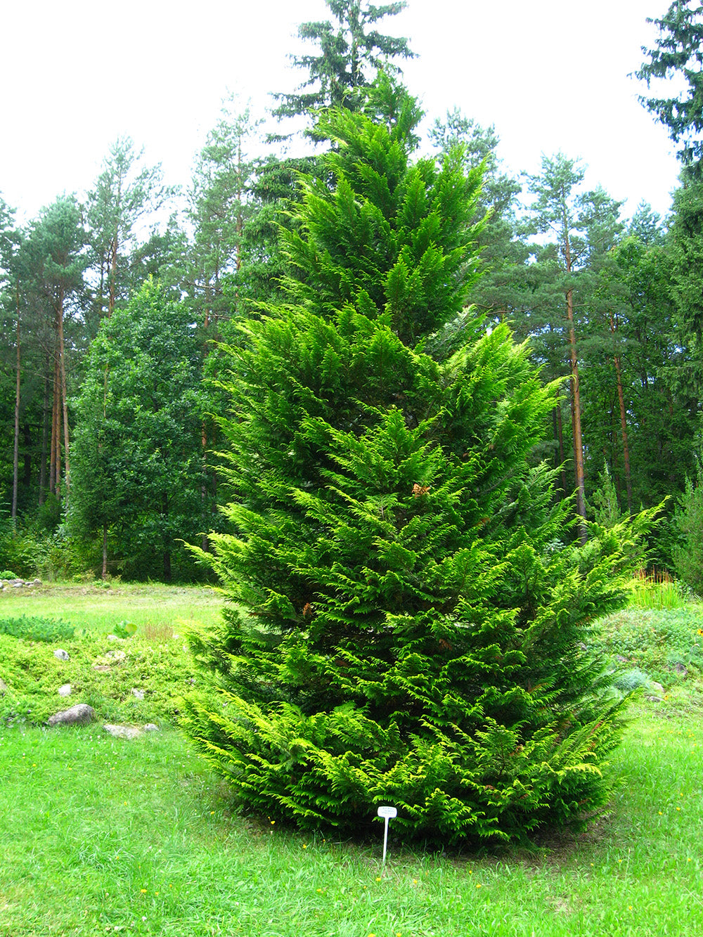 Lawson's Cypress Tree | Premium Seeds | Chamaecyparis lawsoniana | Plants'® - Plants'