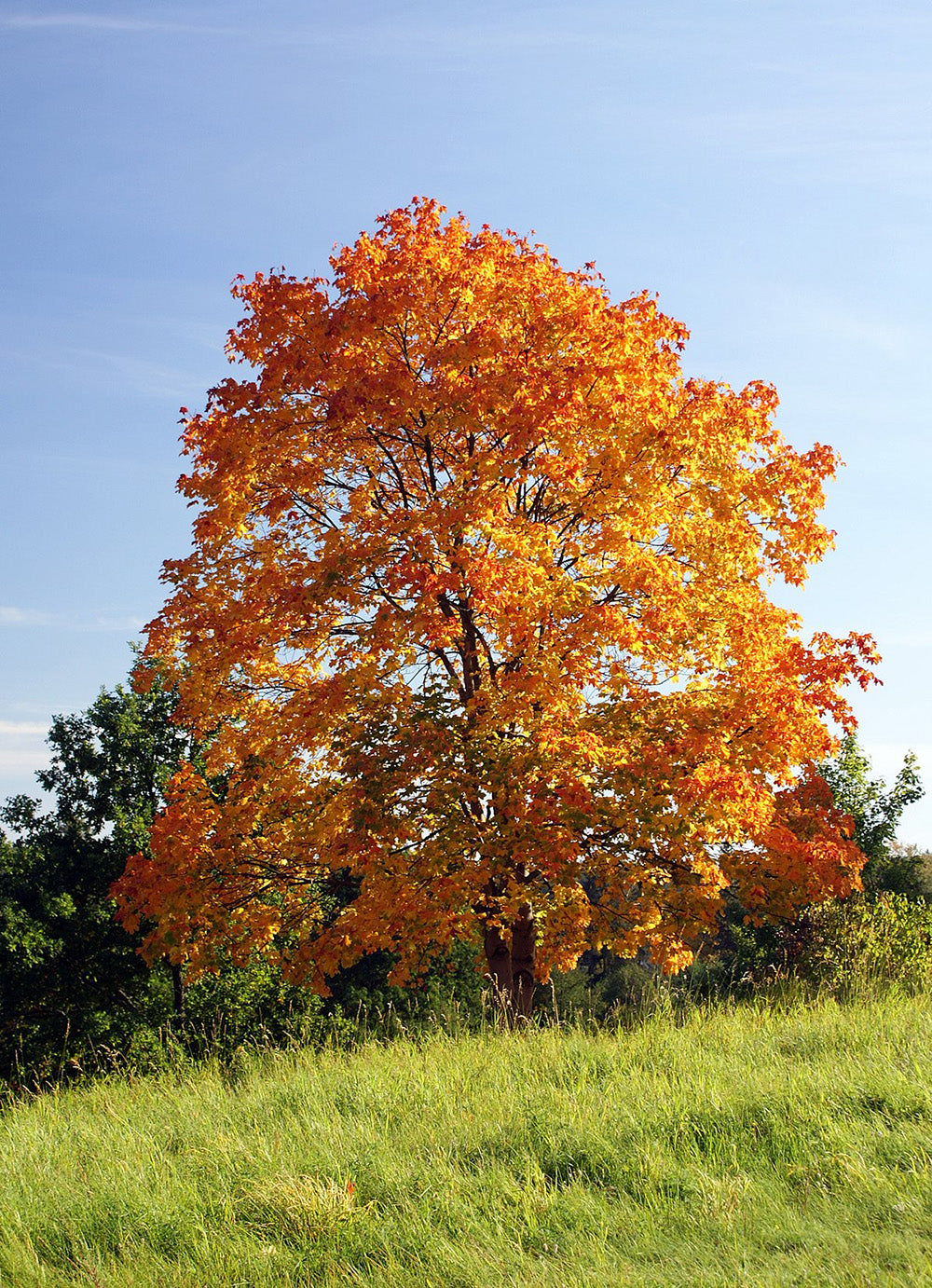 Norway Maple Tree | Premium Seeds | Acer platanoides 'Summer' | Plants'® - Plants'