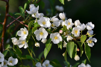 Siberian Crab Apple | Premium Seeds | Malus baccata 'Fruit' | Plants'® - Plants'