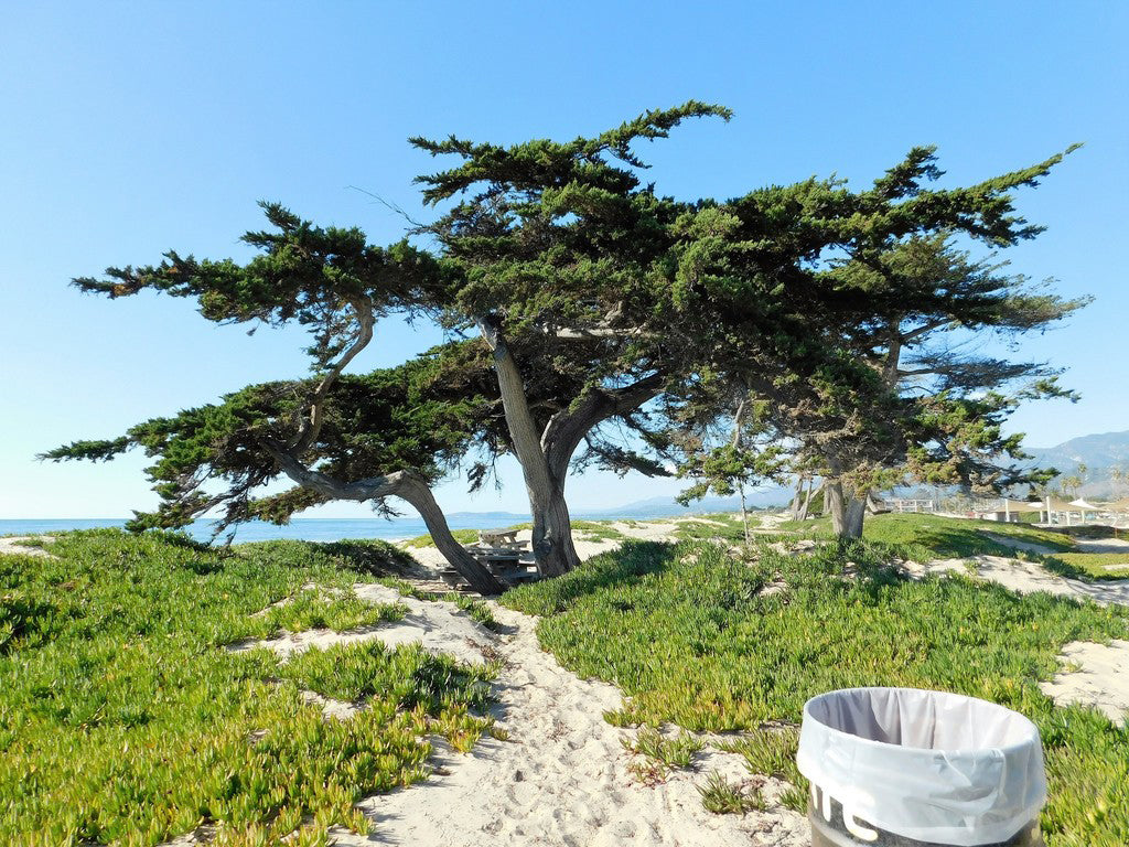 California Cypress Tree | Premium Seeds | Cupressus macrocarpa | Plants'® - Plants'