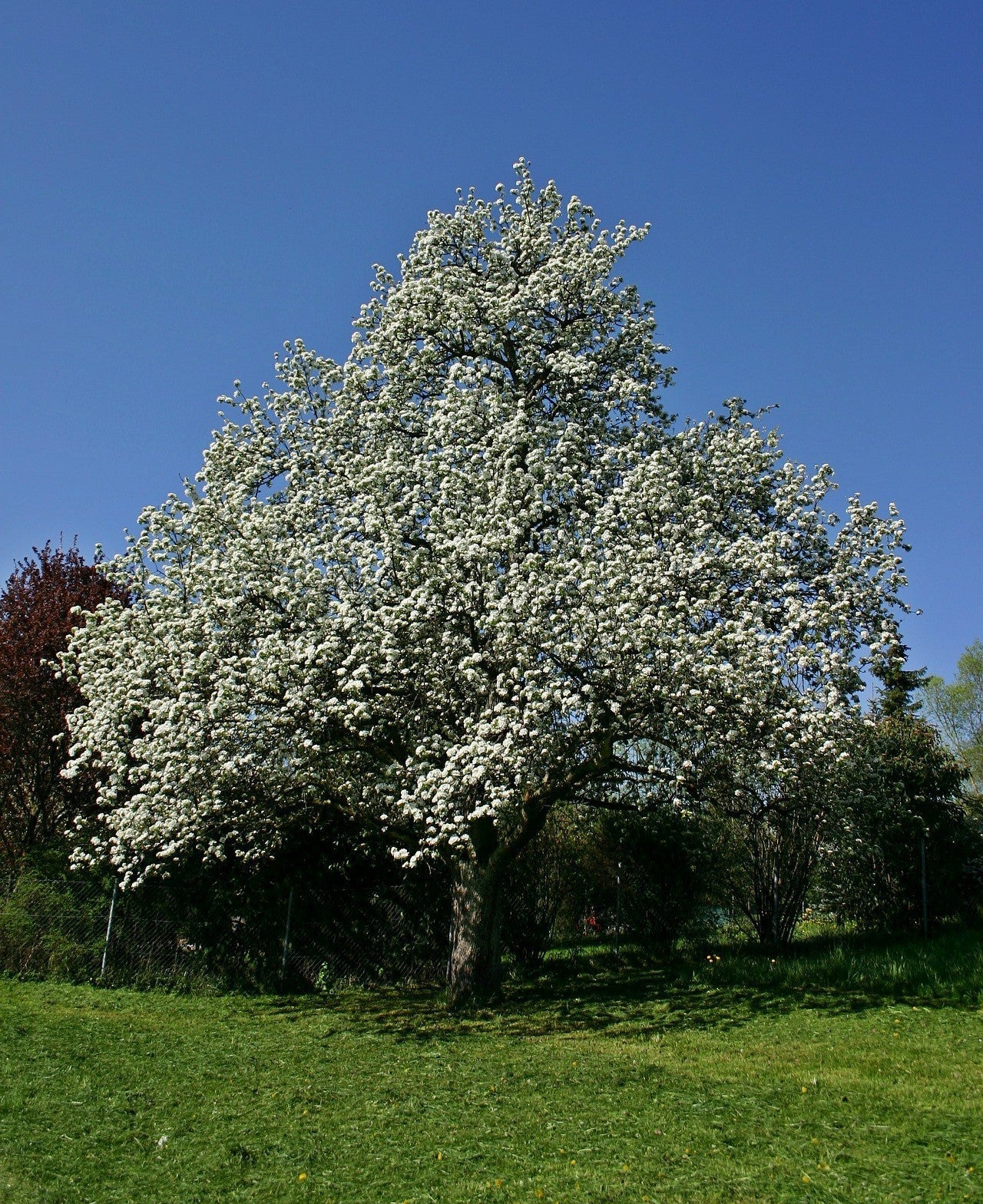 The Pear | Premium Seeds | Pyrus communis 'Fruit' | Plants'® - Plants'