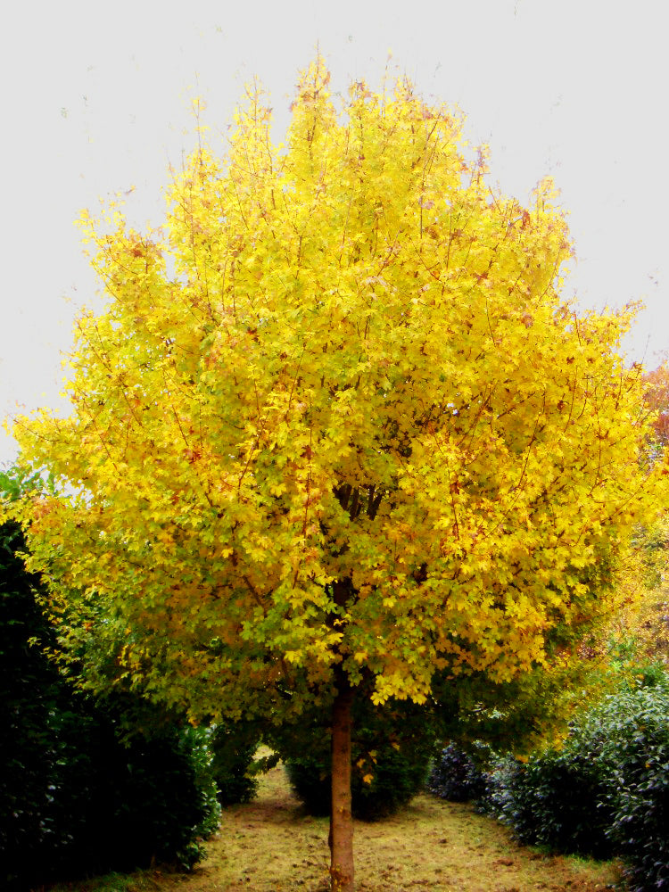 Field Maple Tree | Premium Seeds | Acer campestre 'Fall' | Plants'® - Plants'