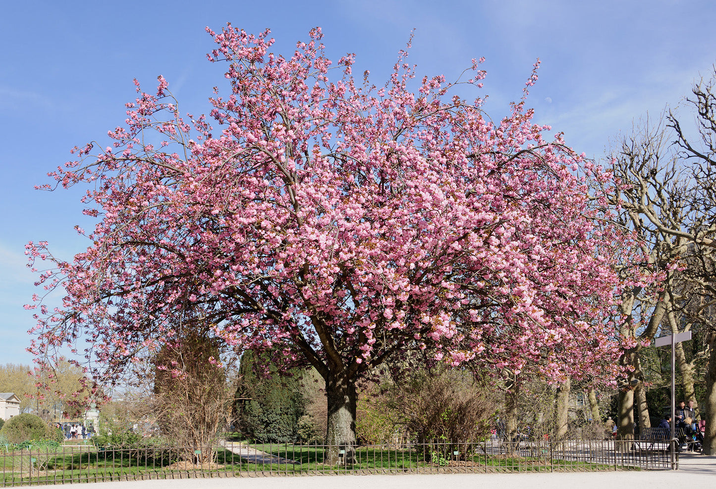 Japanese Sakuranbo Cherry PB | Premium Seeds | Prunus serrulata 'Fruit' | Plants'® - Plants'