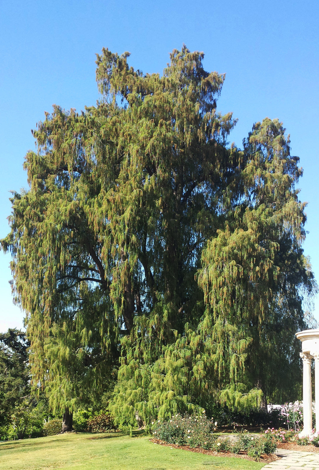 Montezuma Cypress Tree | Premium Seeds | Taxodium mucronatum | Plants'® - Plants'