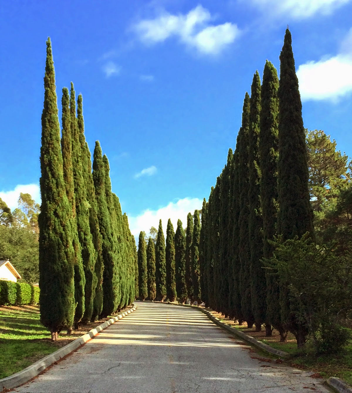 Upright Italian Cypress Tree | Premium Seeds | Cupressus sempervirens 'Stricta' | Plants'® - Plants'