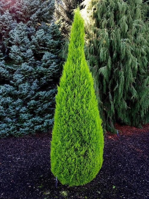 Monterey Cypress | Premium Seeds | Cupressus macrocarpa | Plants'® - Plants'