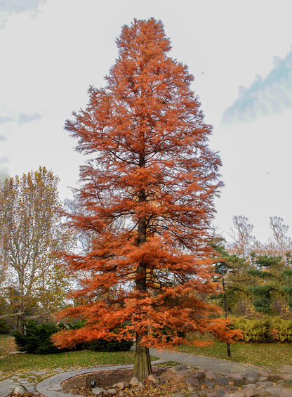 Southern Bald Cypress Tree | Premium Seeds | Taxodium distichum 'Summer' | Plants'® - Plants'