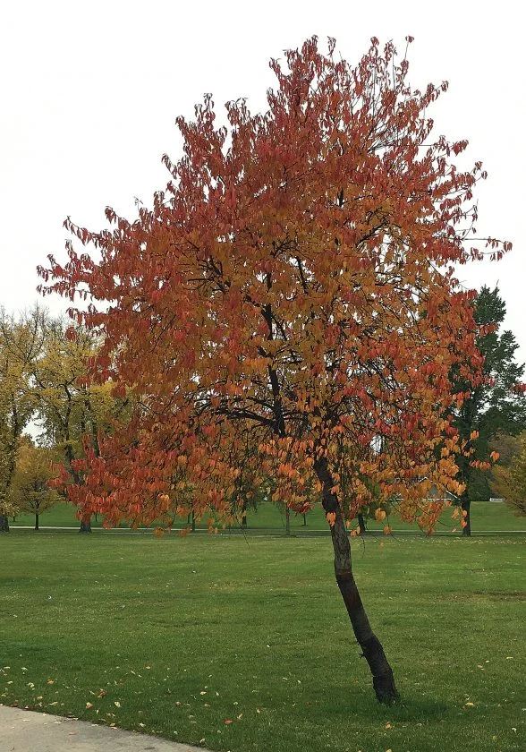 Pin Cherry | Premium Seeds | Prunus pensylvanica 'Fruit' | Plants'® - Plants'