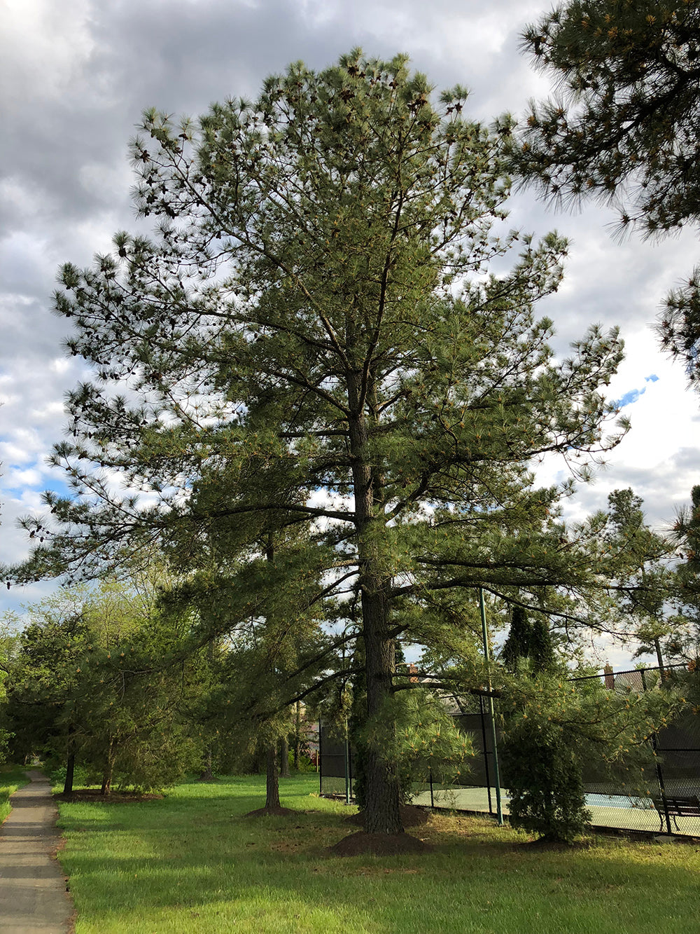 Loblolly Pine Tree | Premium Seeds | Pinus taeda | Plants'® - Plants'