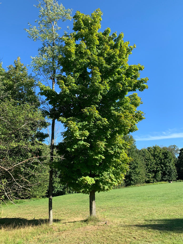 Northern Sugar Maple Tree | Premium Seeds | Acer saccharum 'Summer' |  Plants'® - Plants'