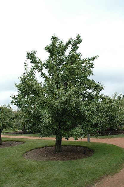 Asian Pear | Premium Seeds | Pyrus pyrifolia 'Fruit' | Plants'® - Plants'