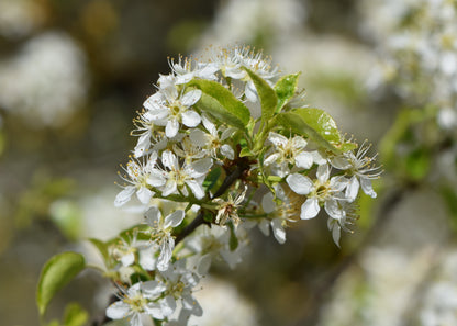 Arabian Cherry Tree | Premium Seeds | Prunus mahaleb 'Fall' | Plants'® - Plants'