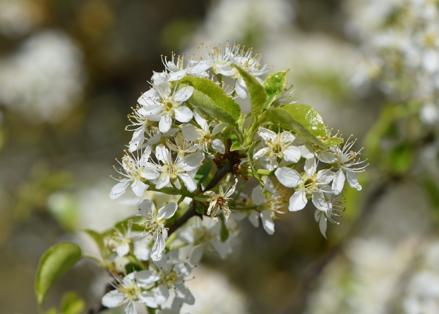 St. Lucie Cherry | Premium Seeds | Prunus mahaleb 'Fruit' | Plants'® - Plants'