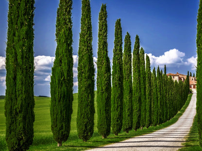 Upright Italian Cypress Tree | Premium Seeds | Cupressus sempervirens 'Stricta' | Plants'® - Plants'