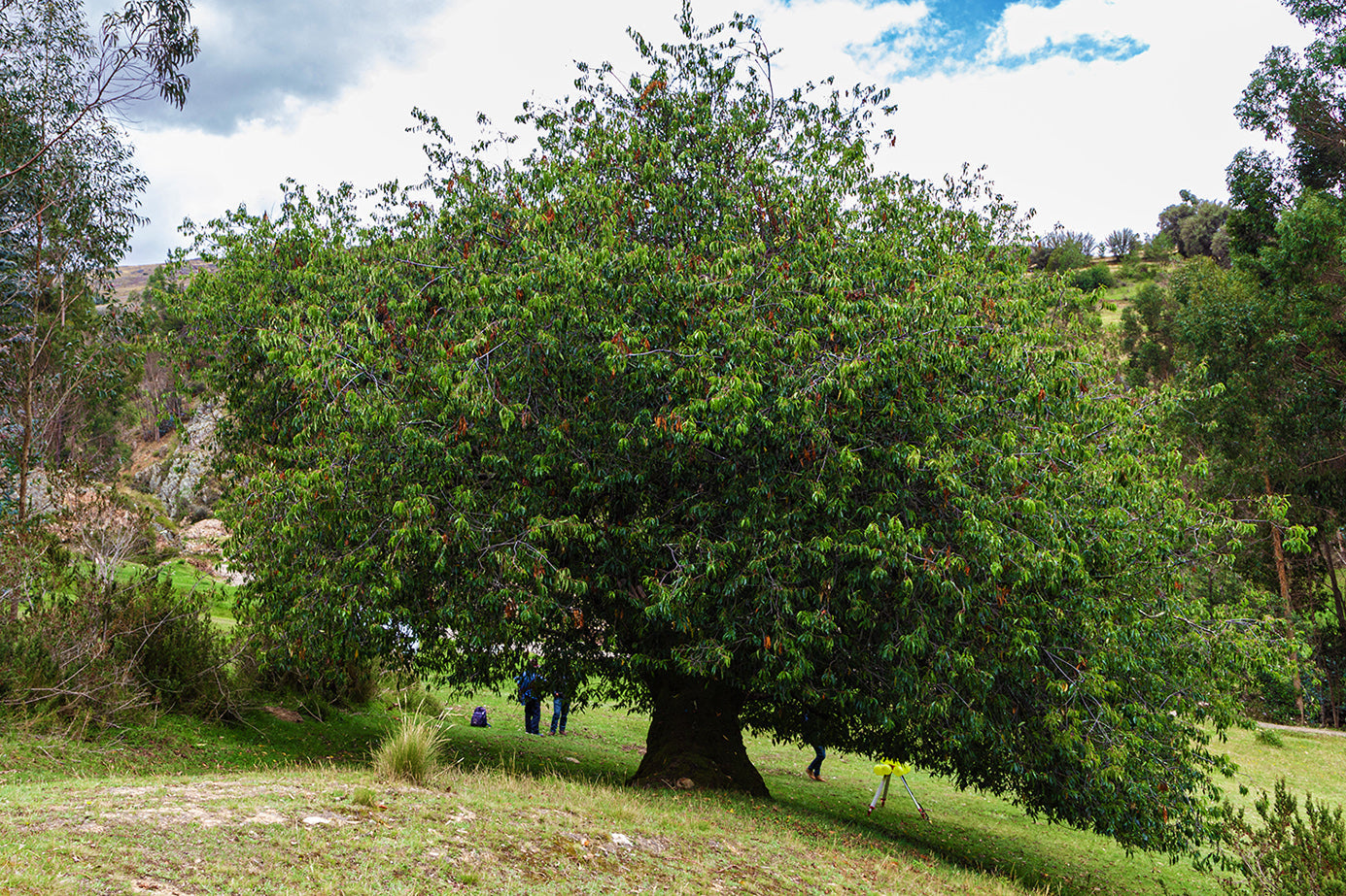 Wild Black Cherry | Premium Seeds | Prunus serotina 'Fruit' | Plants'® - Plants'