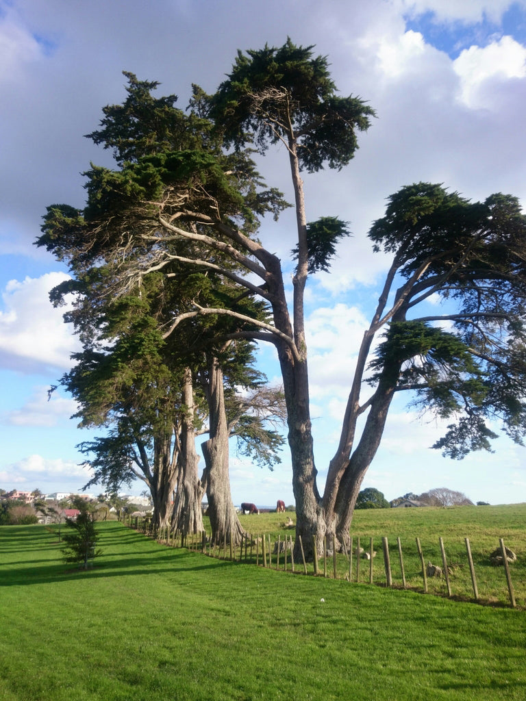 California Cypress Tree | Premium Seeds | Cupressus macrocarpa | Plants'® - Plants'