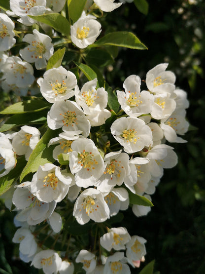 Sargent's Crabapple | Premium Seeds | Malus sargentii 'Fruit' | Plants'® - Plants'