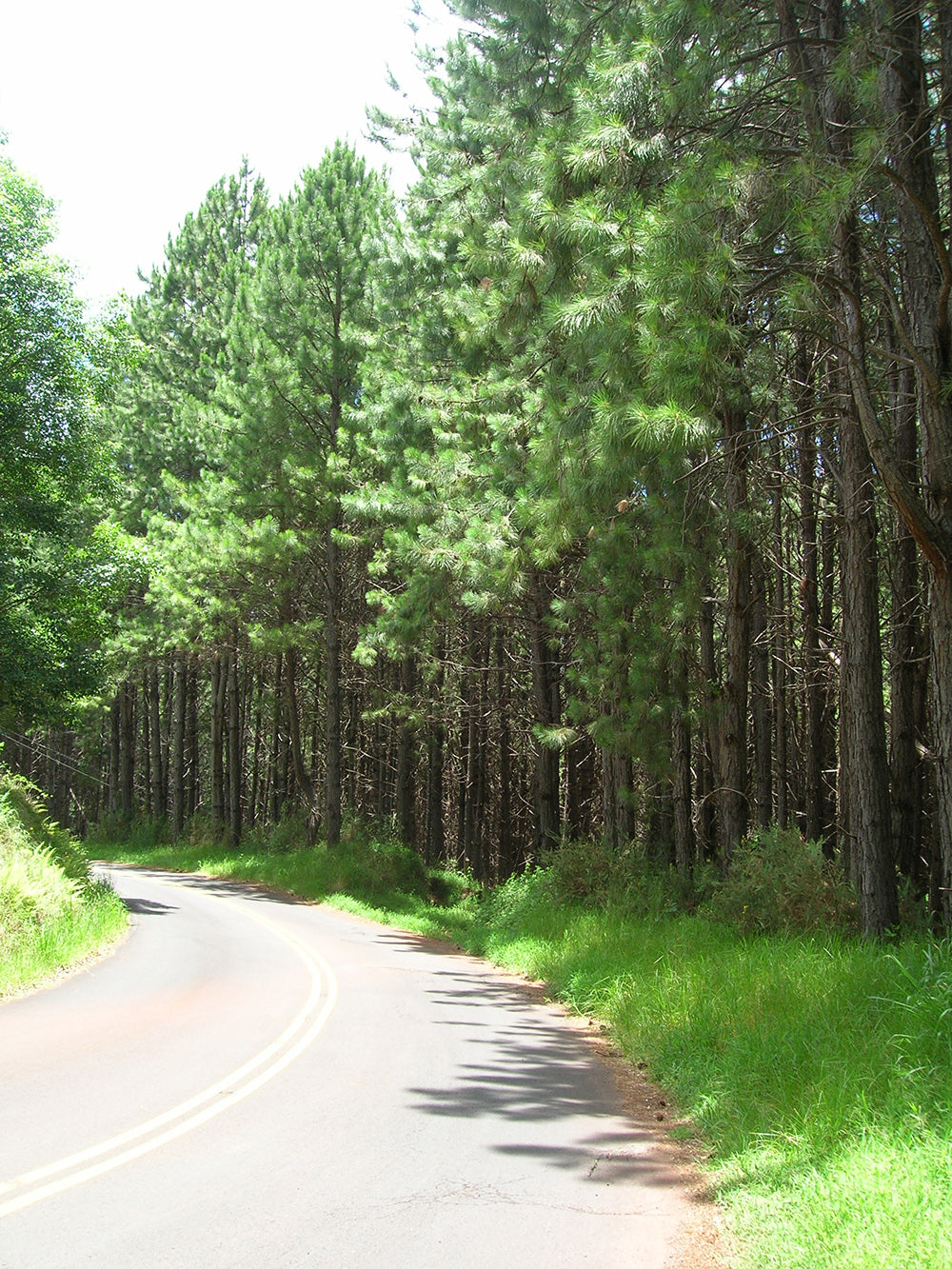 Loblolly Pine Tree | Premium Seeds | Pinus taeda | Plants'® - Plants'