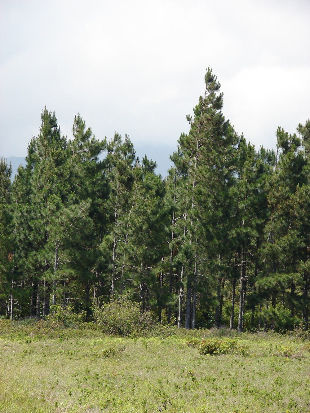 Slash Pine Tree | Premium Seeds | Pinus elliottii | Plants'® - Plants'