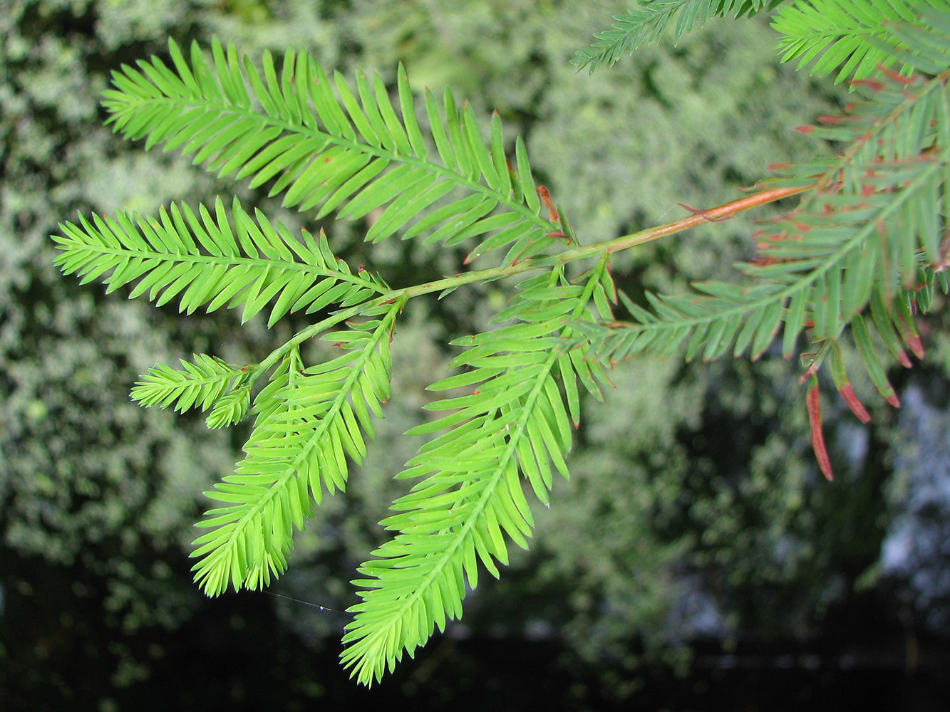 Southern Bald Cypress Tree | Premium Seeds | Taxodium distichum 'Summer' | Plants'® - Plants'