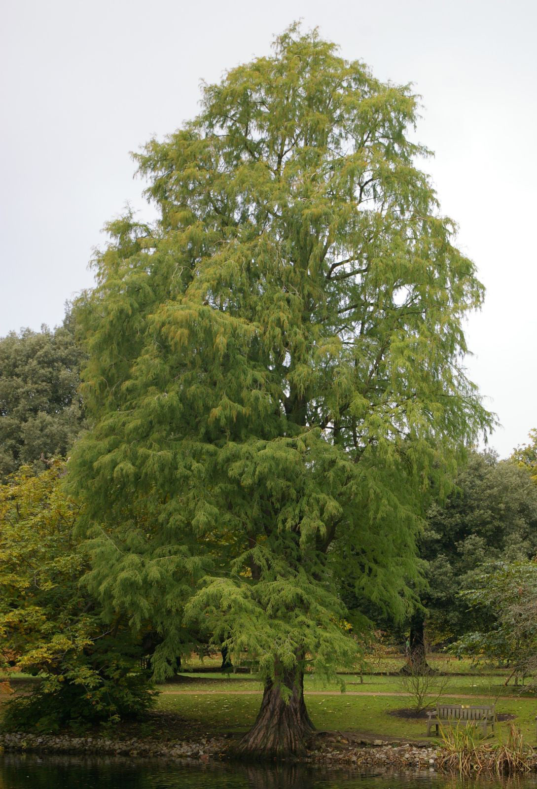 Montezuma Cypress Tree | Premium Seeds | Taxodium mucronatum | Plants'® - Plants'