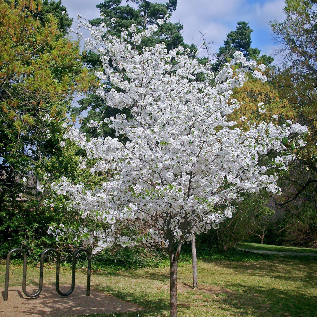 Japanese Sakuranbo Cherry WB | Premium Seeds | Prunus serrulata 'Spontanea' 'Fruit' | Plants'® - Plants'