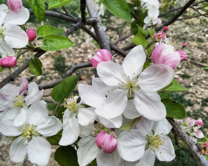 Paradise Apple Tree | Premium Seeds | Malus pumila 'Fruit' | Plants'® - Plants'