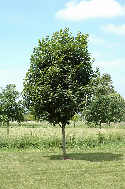 Norway Maple Tree | Premium Seeds | Acer platanoides 'Summer' | Plants'® - Plants'