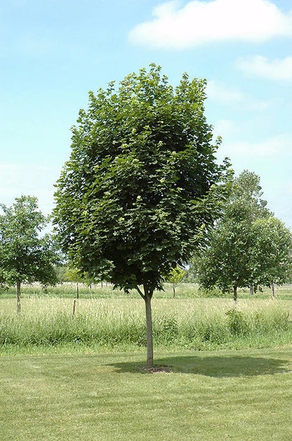 Norway Maple Tree | Premium Seeds | Acer platanoides 'Summer' | Plants'® - Plants'