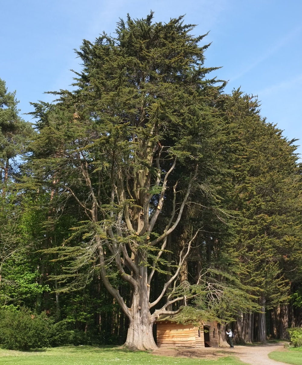 Monterey Cypress Tree | Premium Seeds | Cupressus macrocarpa | Plants'® - Plants'