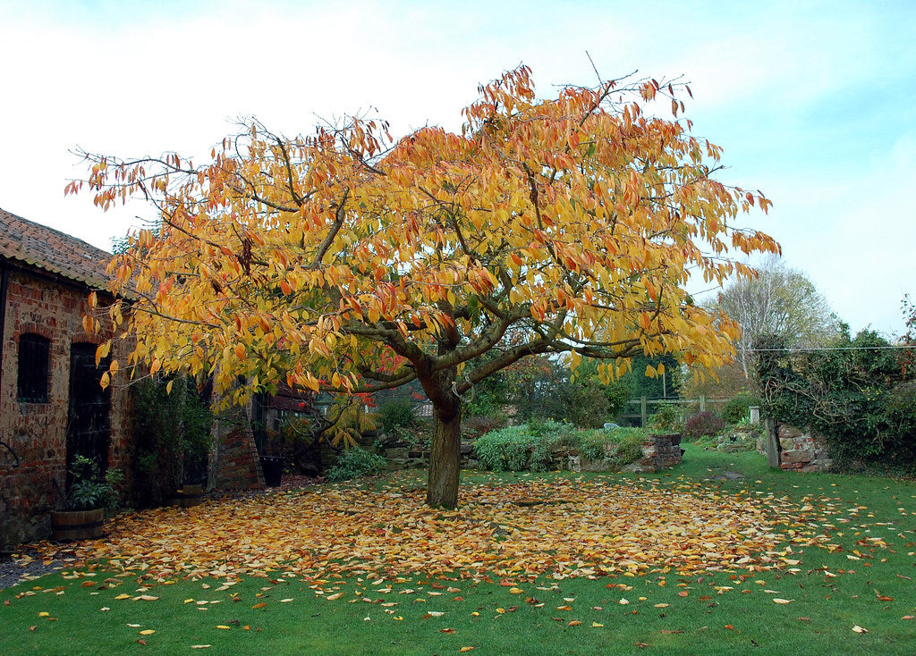 Japanese Sakuranbo Cherry PB | Premium Seeds | Prunus serrulata 'Fruit' | Plants'® - Plants'