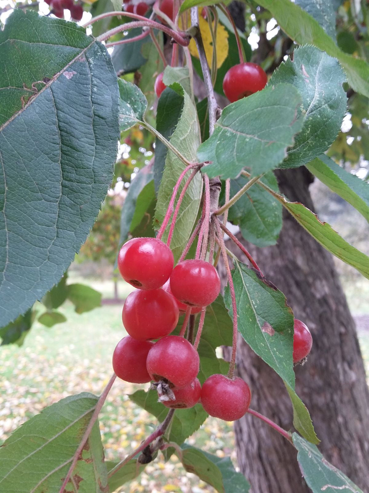 Siberian Crab Apple | Premium Seeds | Malus baccata 'Fruit' | Plants'® - Plants'