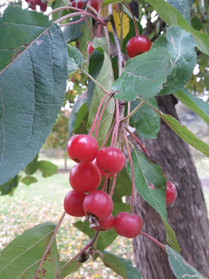 Siberian Crab Apple | Premium Seeds | Malus baccata 'Fruit' | Plants'® - Plants'